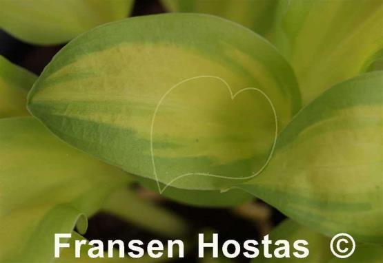 Hosta Emerald Scepter