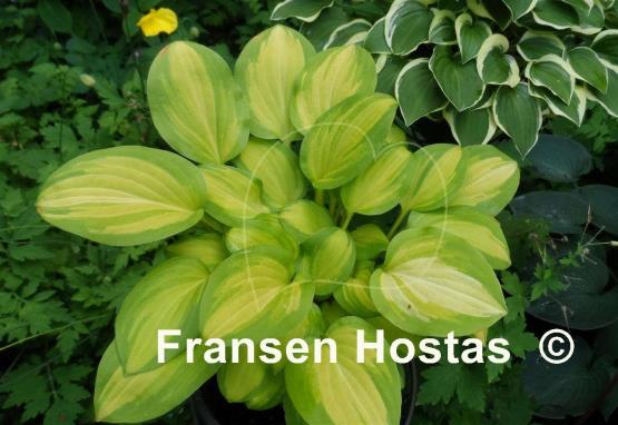 Hosta Emerald Scepter