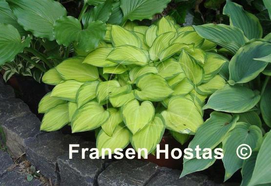 Hosta Emerald Tiara