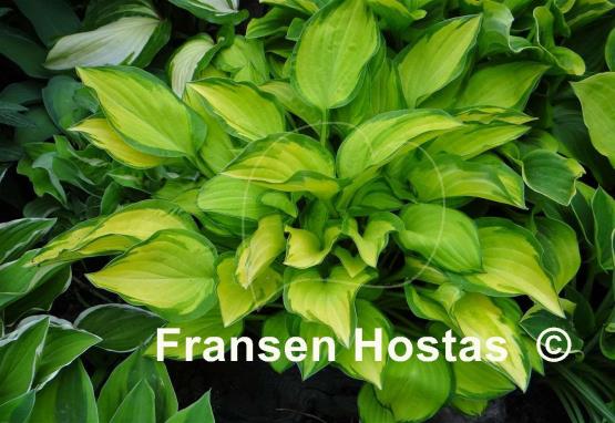 Hosta Emerald Tiara