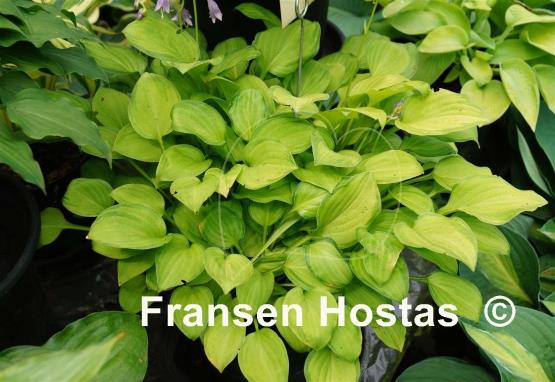 Hosta Emerald Tiara