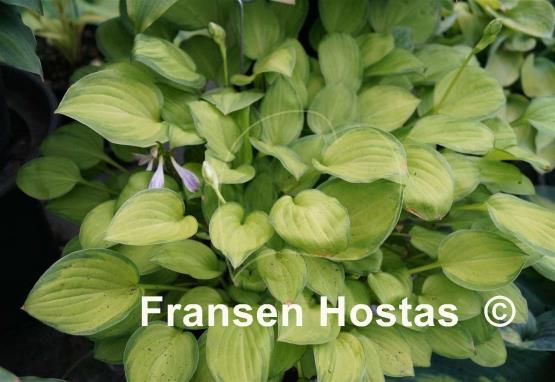 Hosta Emerald Tiara