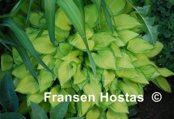 Hosta Emerald Tiara