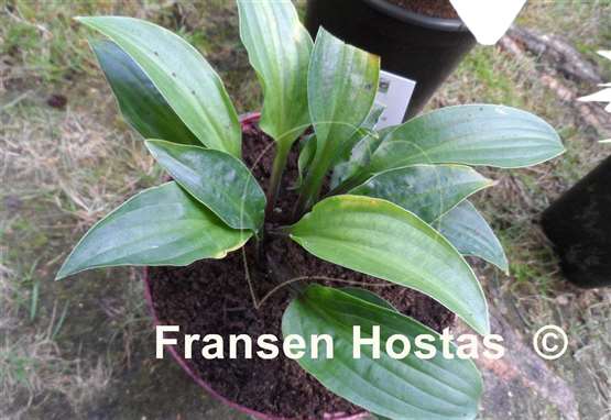 Hosta Emeralds and Rubies