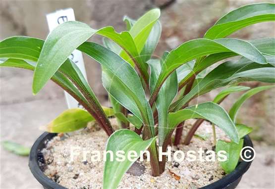 Hosta Emeralds and Rubies