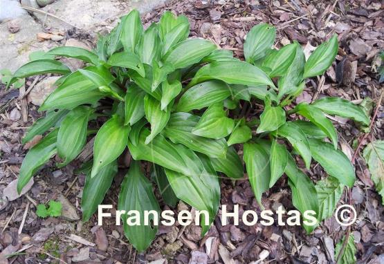 Hosta Emeralds and Rubies