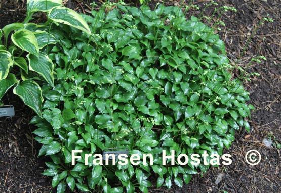 Hosta Emerson's Small One