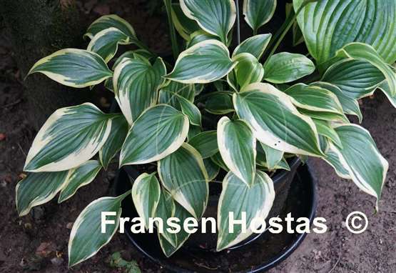 Hosta Emily Dickinson