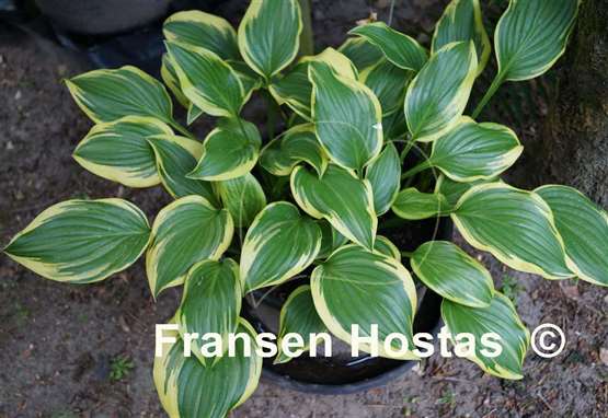 Hosta Emily Dickinson