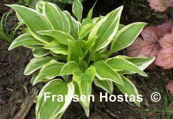 Hosta Emily Dickinson