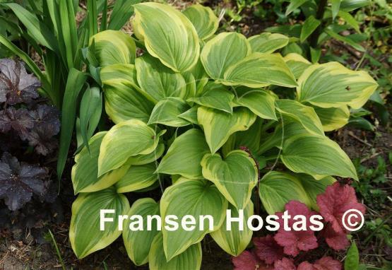 Hosta Emily Dickinson
