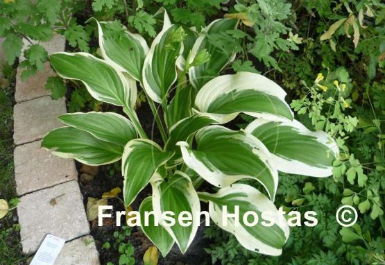 Hosta Emily Dickinson