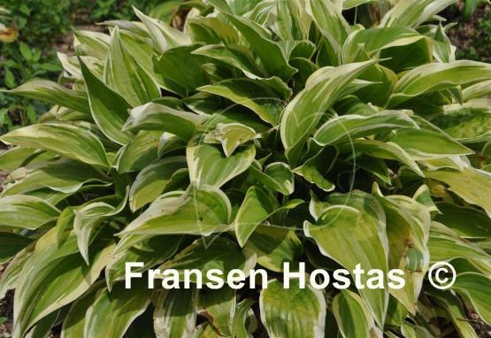 Hosta Emily Dickinson