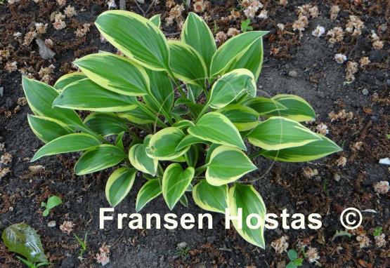 Hosta Emily Dickinson