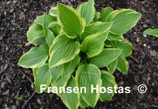 Hosta Emily Dickinson