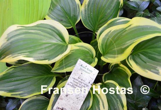 Hosta Emily Dickinson