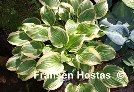 Hosta Emily Dickinson