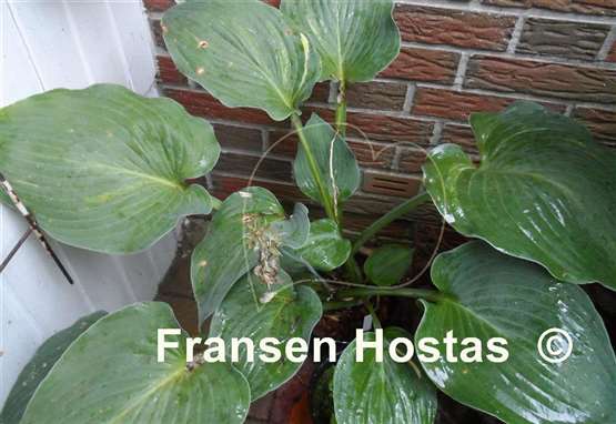 Hosta Eminence Grise