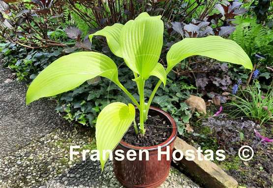 Hosta Emma Foster