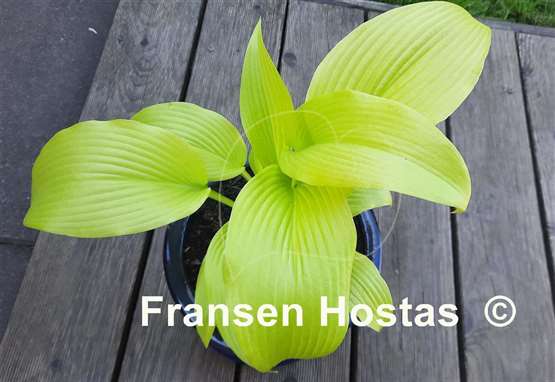 Hosta Emma Foster