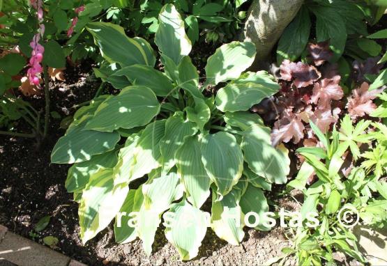 Hosta Emma