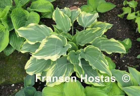 Hosta Emma