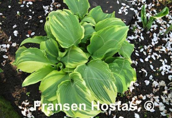 Hosta Emma