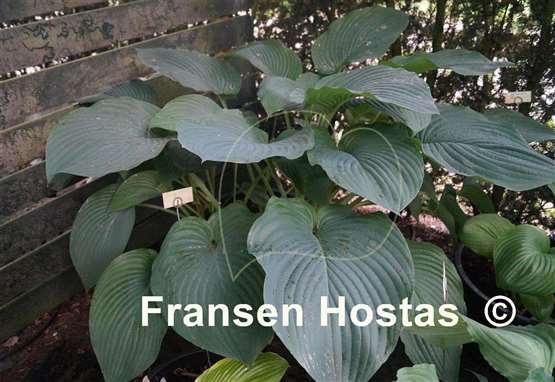Hosta Empress Wu