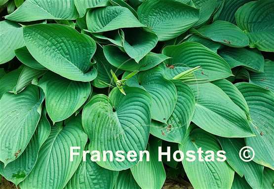 Hosta Empress Wu