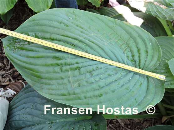 Hosta Empress Wu - Fransen Hostas