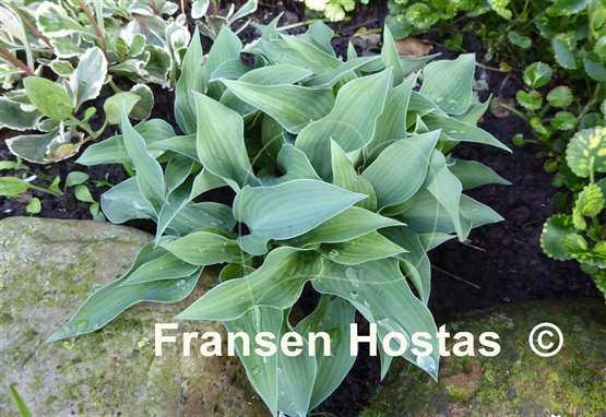 Hosta Ems Pfeil
