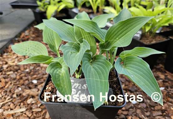 Hosta Ems Pfeil