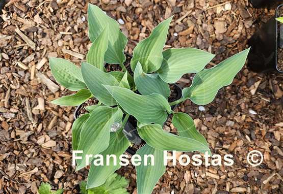 Hosta Ems Pfeil