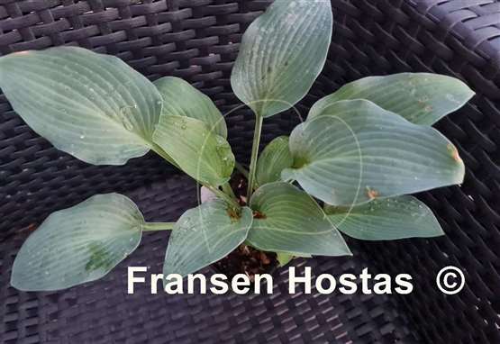 Hosta Ems Pfeil