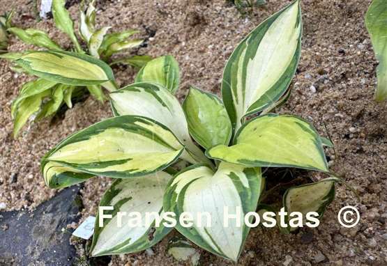 Hosta Enchanted Mist