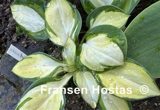 Hosta Enchanted Mist