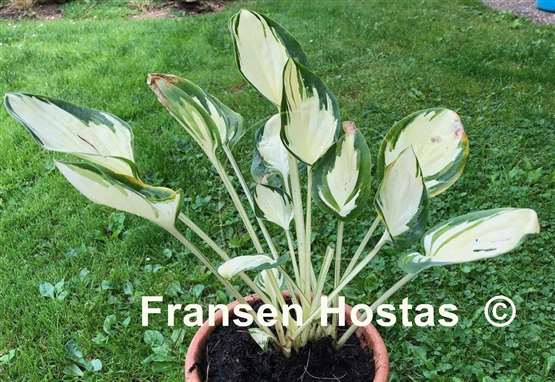 Hosta Enchanted Mist