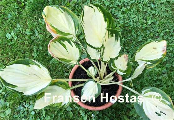 Hosta Enchanted Mist