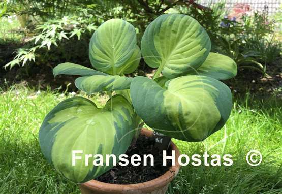 Hosta Enchanted Mist