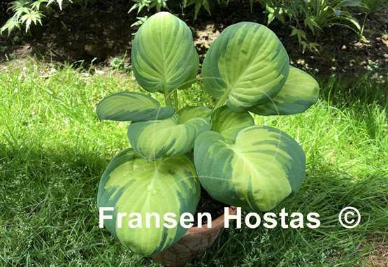 Hosta Enchanted Mist