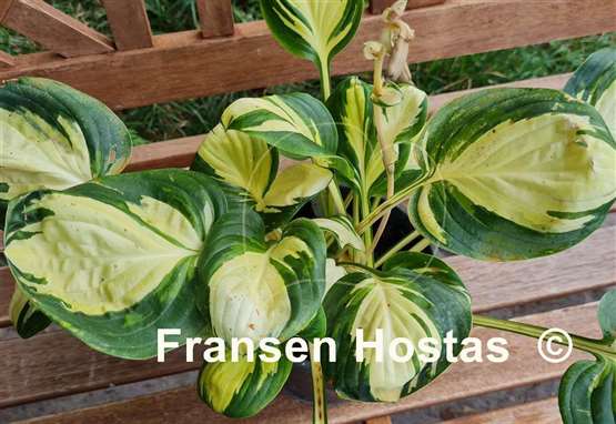 Hosta Enchanted Mist