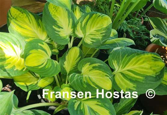 Hosta Enchanted Mist