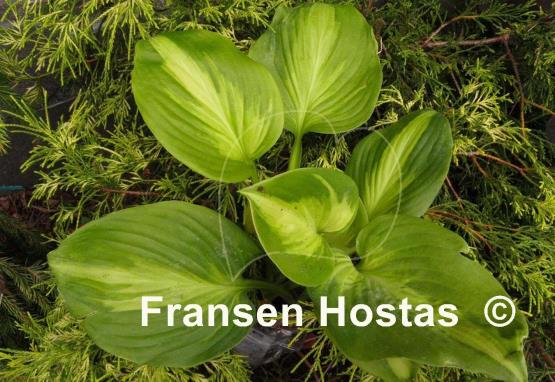 Hosta Enchiladas