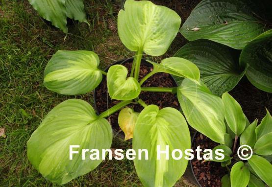 Hosta Enchiladas