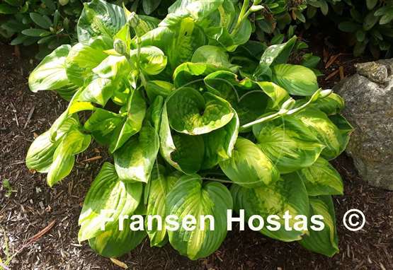 Hosta Enchiladas