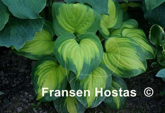 Hosta Enchiladas