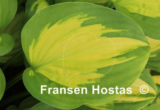 Hosta Enchiladas
