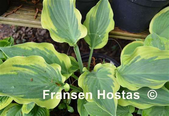 Hosta Endearing Endeavor