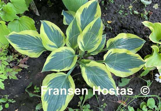 Hosta Endearing Endeavor