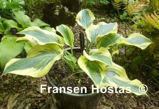 Hosta Endearing Endeavor